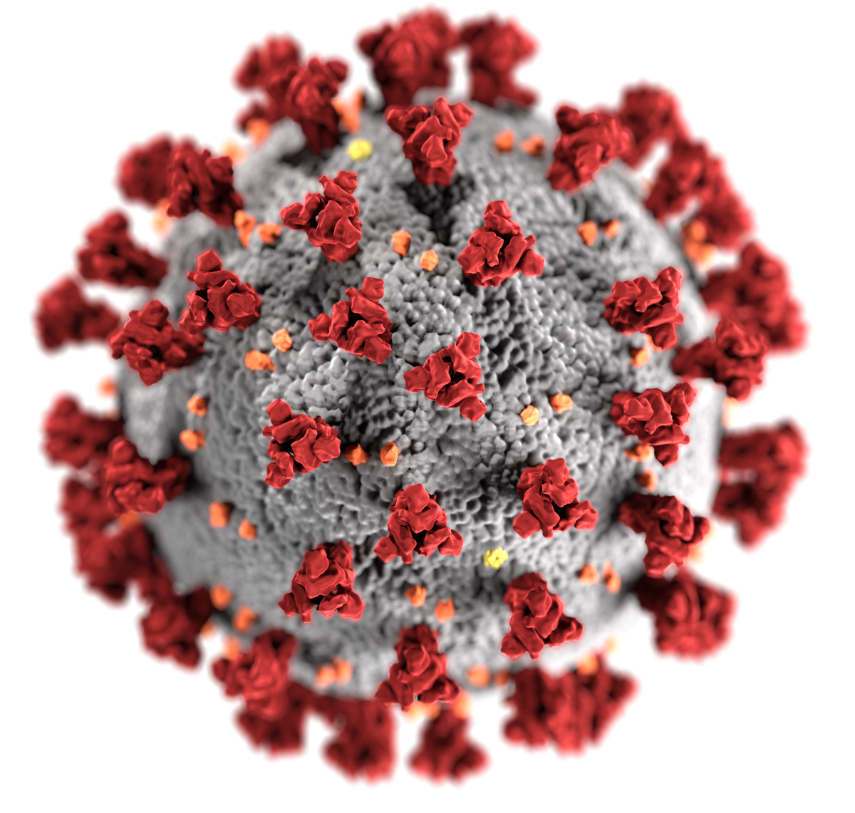 Novel coronavirus